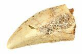 Serrated Raptor Tooth - Real Dinosaur Tooth #297541-1